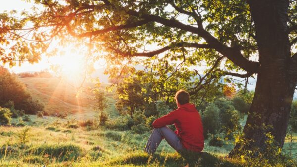 A man sits under a large tree in a green field watching the sunrise.