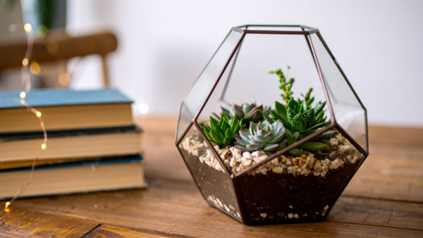 A geometrically shaped glass terrarium with small succulents inside.